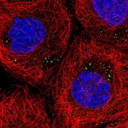 SCRN3 Antibody, Novus Biologicals:Antibodies:Primary Antibodies